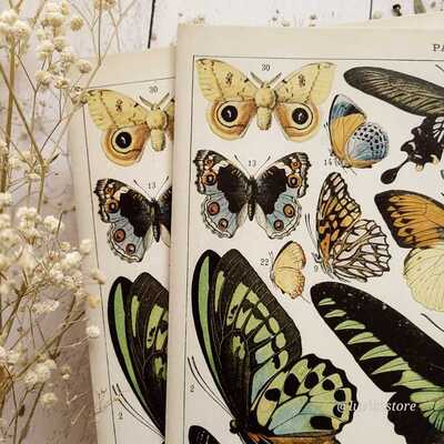 پوستر پروانه وینتیج