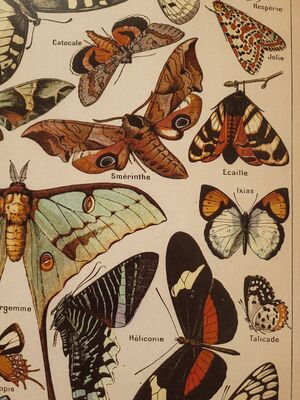 پوستر پروانه وینتیج 