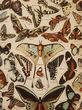 پوستر پروانه وینتیج 